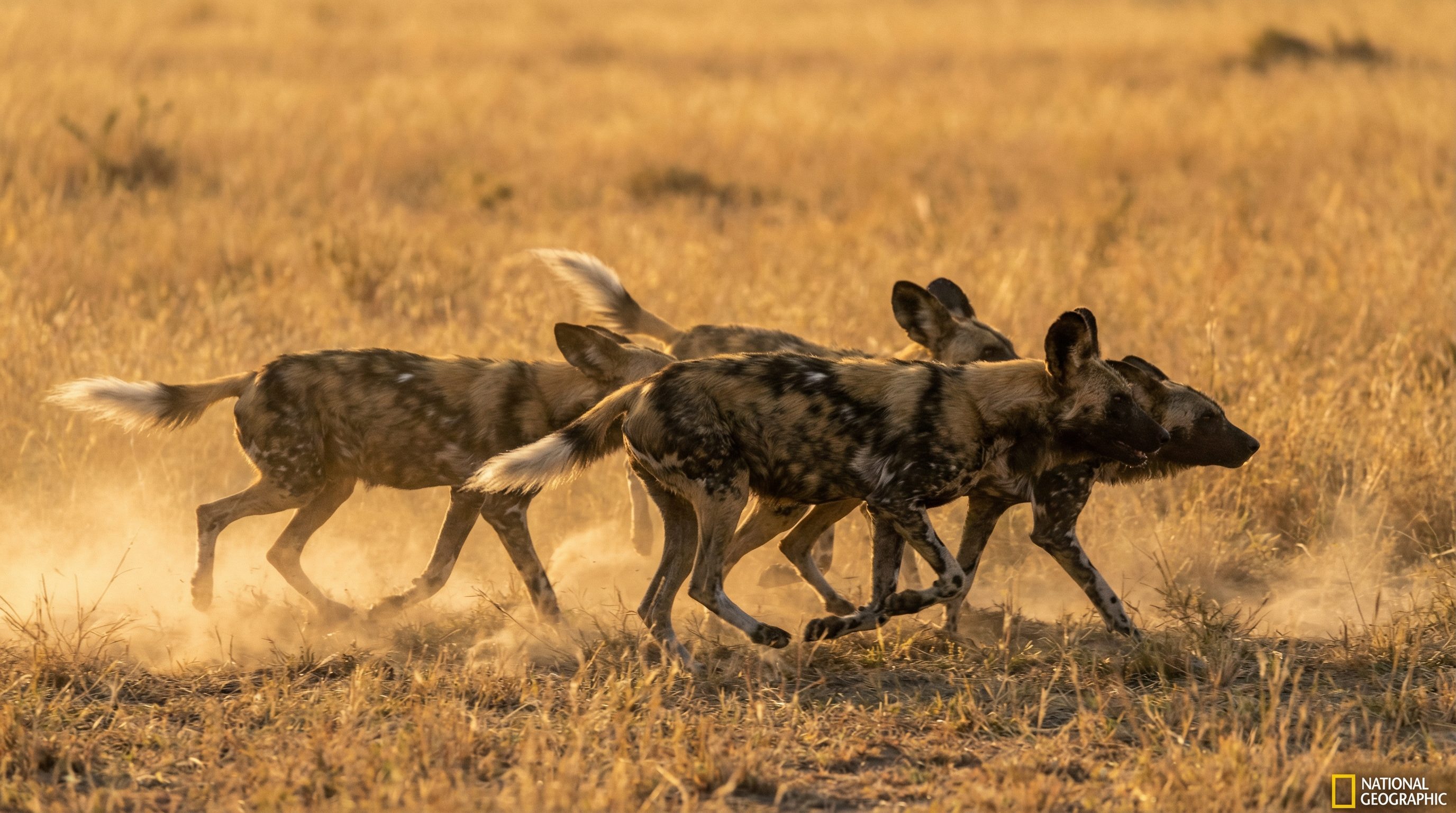 户外露出野生动物保护视频