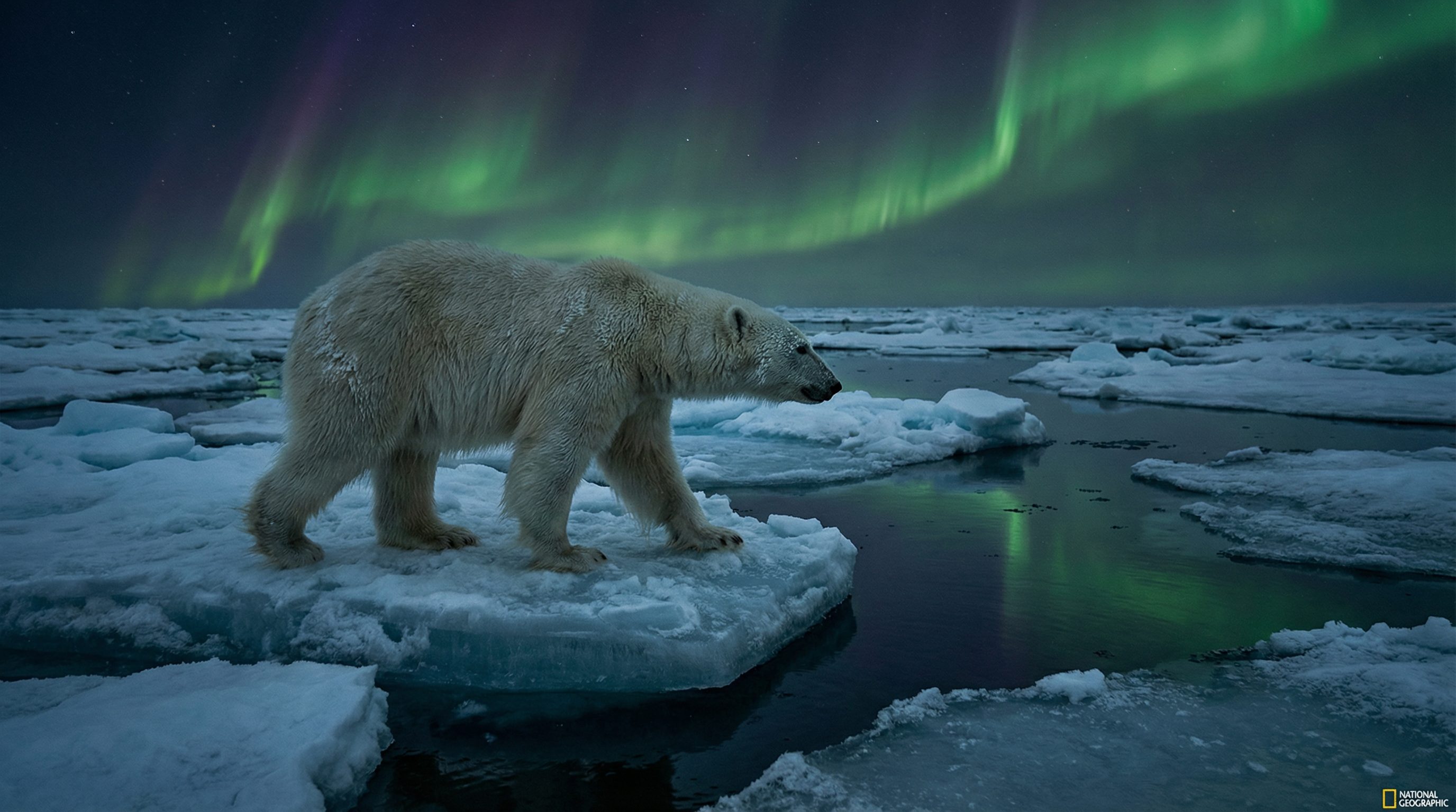户外露出视频：北极熊极地探险视频演示